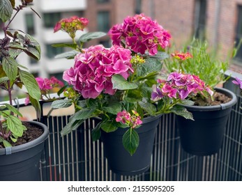 Decorative Flower Pot With Blooming Hydrangeas Flowers In Vibrant Pink Color, Hortensia In Flower Pot Hanging On A Fence In Balcony Garden