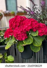 Decorative Flower Pot With Blooming Hydrangeas Flowers In Vibrant Red Pink Color, Hortensia In Flower Pot Hanging On A Fence In Balcony Garden