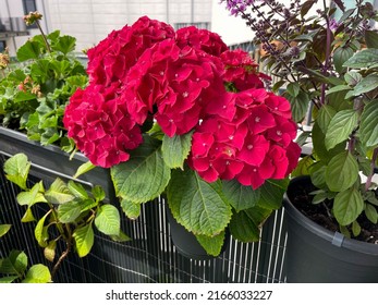 Decorative Flower Pot With Blooming Hydrangeas Flowers In Vibrant Red Pink Color, Hortensia In Flower Pot Hanging On A Fence In Balcony Garden