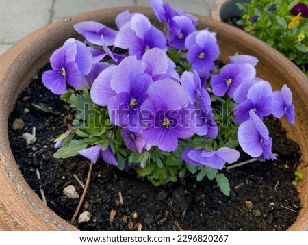 Decorative flower pot with vibrant blue purple Viola Cornuta pansy flowers close up, floral wallpaper background with blooming violet blue pansies