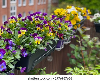 Decorative flower pots with spring flowers viola cornuta in vibrant violet and yellow color, purple yellow pansies in flower pots hanging on a fence in balcony garden