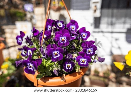 Decorative flower pots with spring flowers viola cornuta in vibrant violet. purple yellow pansies in flower pots hanging in a garden