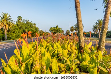 Decorative Flowers On Highway Median