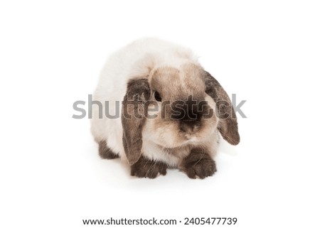 Decorative, fold-eared rabbit of Siamese color, isolated on a white background.