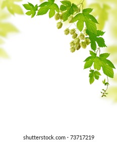 Decorative frame with fresh hop branches, isolated on white background