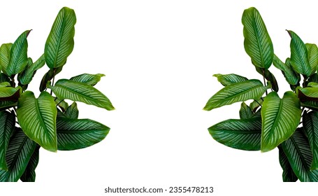 Decorative Frame Tropical Foliage Leaves of Calathea Plant isolated on white background, clipping path included
