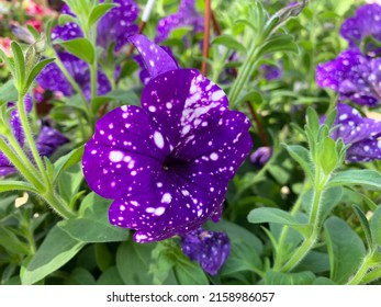 Decorative garden flower petunia (lat. Petunia), hybrid variety