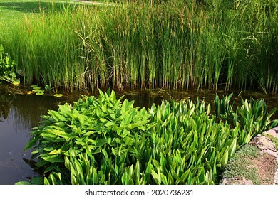 Decorative garden pond with some leafy water plants in forefront and dense bulrush, latin name Typha Latifolia, in background, sunlit by summer afternoon sunshine.