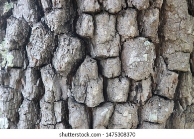 Decorative Geometric Pattern Of The Blackgum Tree Bark (nyssa Sylvatica).