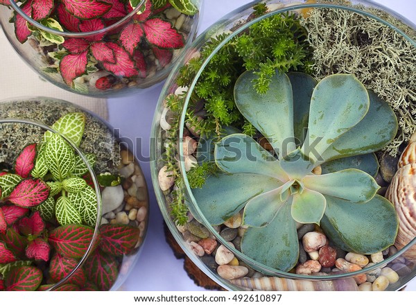 Decorative Glass Vases Succulent Cactus Plants Stock Photo Edit