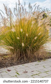 Decorative Grass (Lac. Pennisetum Alopecuroides). Garden Bark And Paving Stones.