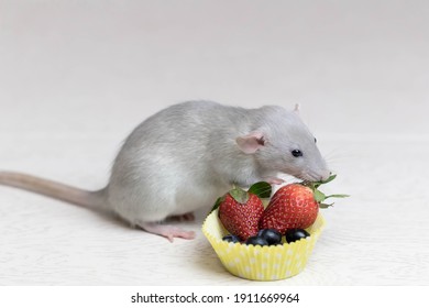 Decorative Gray Rat Sniffs And Eats Ripe Berries, Strawberries, Blueberries. Close Up Portrait Of A Rat. Cute Pet. Healthy Eating. Fruit Diet