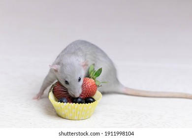 Decorative Gray Rat Sniffs And Eats Ripe Berries, Strawberries, Blueberries. Close Up Portrait Of A Rat. Cute Pet. Healthy Eating. Fruit Diet