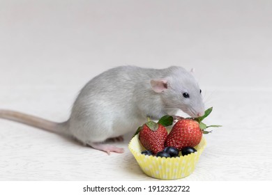 Decorative Gray Rat Sniffs And Eats Ripe Berries, Strawberries, Blueberries. Close Up Portrait Of A Rat. Cute Pet. Healthy Eating. Fruit Diet