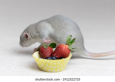 Decorative Gray Rat Sniffs And Eats Ripe Berries, Strawberries, Blueberries. Close Up Portrait Of A Rat. Cute Pet. Healthy Eating. Fruit Diet