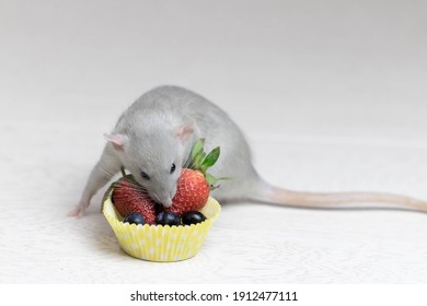 Decorative Gray Rat Sniffs And Eats Ripe Berries, Strawberries, Blueberries. Close Up Portrait Of A Rat. Cute Pet. Healthy Eating. Fruit Diet