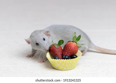 Decorative Gray Rat Sniffs And Eats Ripe Berries, Strawberries, Blueberries. Close Up Portrait Of A Rat. Cute Pet. Healthy Eating. Fruit Diet