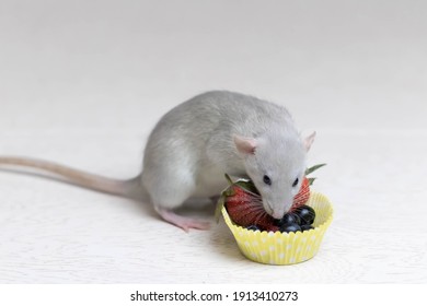 Decorative Gray Rat Sniffs And Eats Ripe Berries, Strawberries, Blueberries. Close Up Portrait Of A Rat. Cute Pet. Healthy Eating. Fruit Diet