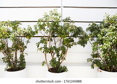 Decorative green bushes growing in pots against white wall in sunny day in yard - Powered by Shutterstock