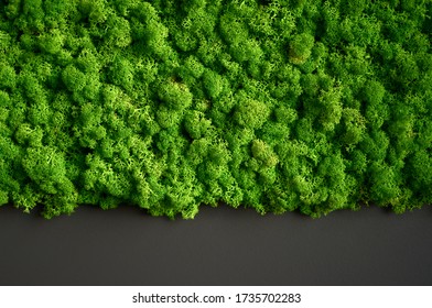 Decorative green moss plant on the wall. Background with copy space. Picture from organic material. Office style, interior design elements.