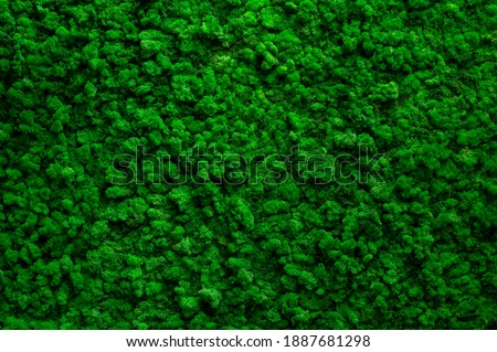 Decorative green  moss used for interior design as creative background, decoration of modern living and office spaces, natural texture of reindeer moss. Wall with lichen Cladonia rangiferina