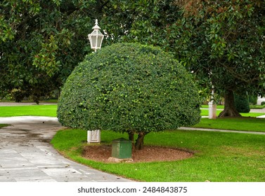 Decorative green oval pruned foliage topiary tree in the park - Powered by Shutterstock