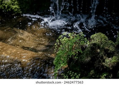 Decorative of the green plant on the waterfall in the garden - Powered by Shutterstock