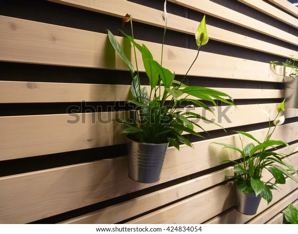 decorative\
green plants in hanged pots on a wooden\
wall