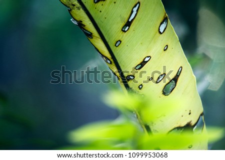 decorative greenyellow leaf