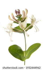 Decorative Honeysuckle Flower Isolated On White Background.