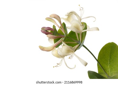 Decorative Honeysuckle Flower Isolated On White Background