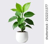 Decorative house plant images with white background