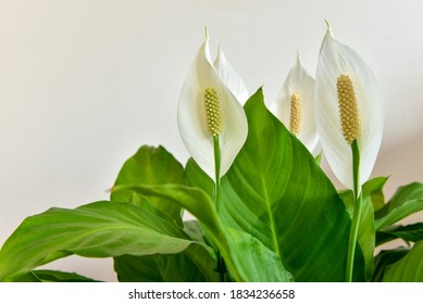 Decorative houseplant Spathiphyllum wallisii. Commonly known as peace lily. - Shutterstock ID 1834236658