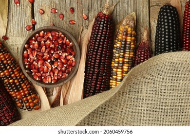 Decorative Indian corn with husks. Multi Colored flint corn.