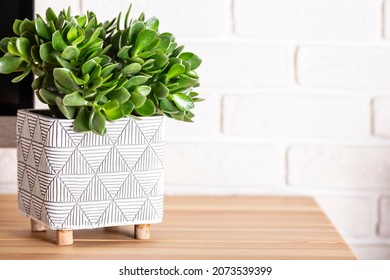 Decorative Indoor Plant Crassula In A Pot