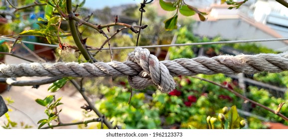 Decorative, Isolated Tight Rope Knot, For Safety In The Early Spring Garden