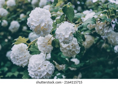 Decorative Japanese Snowball Bush In Bloom.