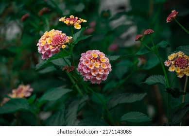 Decorative Lantana Vaulted Or Lantana Camara With Pink And Yellow Flowers. Macro Photo Of Flowers Of The Verbena Family. Shallow Depth Of Field.