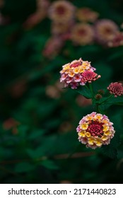 Decorative Lantana Vaulted Or Lantana Camara With Pink And Yellow Flowers. Macro Photo Of Flowers Of The Verbena Family. Shallow Depth Of Field.