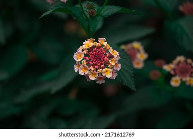 Decorative Lantana Vaulted Or Lantana Camara With Pink And Yellow Flowers. Macro Photo Of Flowers Of The Verbena Family. Shallow Depth Of Field.