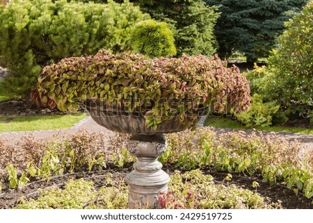 Decorative metal flower outdoor vase with ornamental creeping plant with autumn leaves in park
