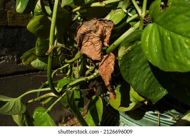 Decorative Money plant or Pothos growing with disease drying brown leaf. dried leaves of plants