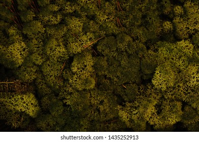 Decorative Moss Green Texture Background Stock Photo 1435252913