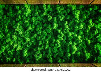 Decorative Moss For Interior Decoration. Design Moss Elements Background Clodse Up.