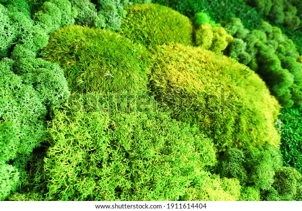 decorative
moss for interior decoration. green
texture