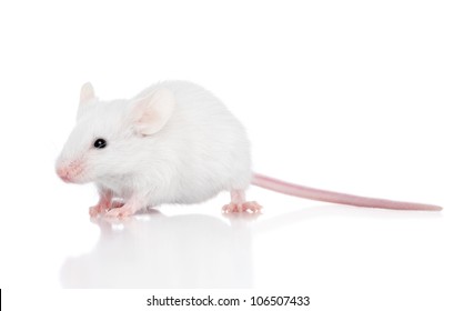 Decorative mouse on a white background. Macro shoot