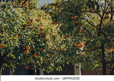 Decorative Orange Trees On A Street In Seville, Andalusia, Spain, On A Sunny Winter Day.