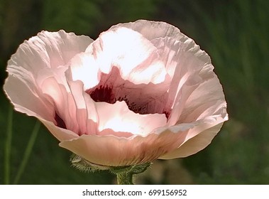 Decorative oriental pink poppies in a bright sunlight