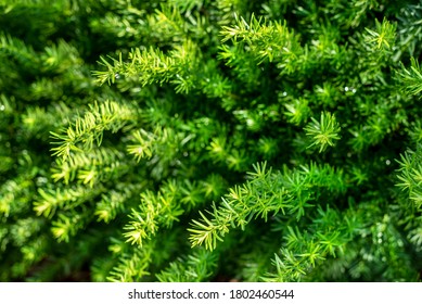 Decorative Ornamental Green Yew Bush In Front Yard Landscaping, Evergreen, Needles, Spindly, Perennials, Forest, Hedges, Landscaping, Shrubbery