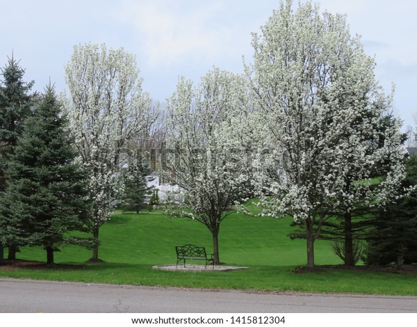 Decorative Pear Trees Showing Off Their Stock Photo Edit Now